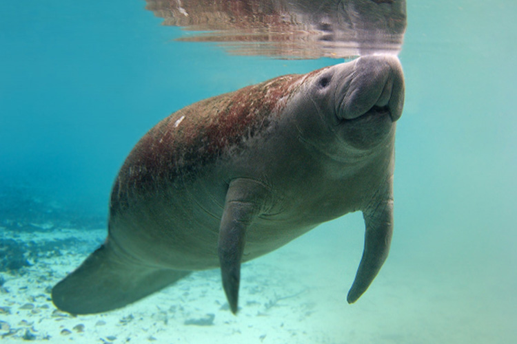 マナティー　Manatee