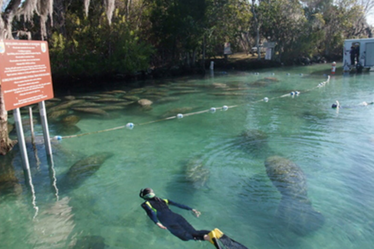 マナティー　Manatee