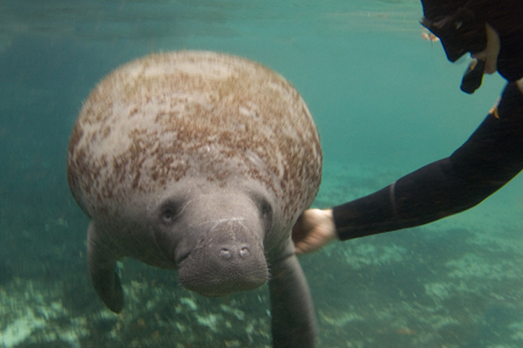 マナティー　Manatee