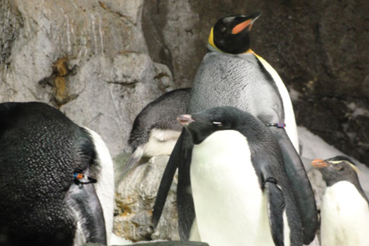 ペンギンとの遭遇